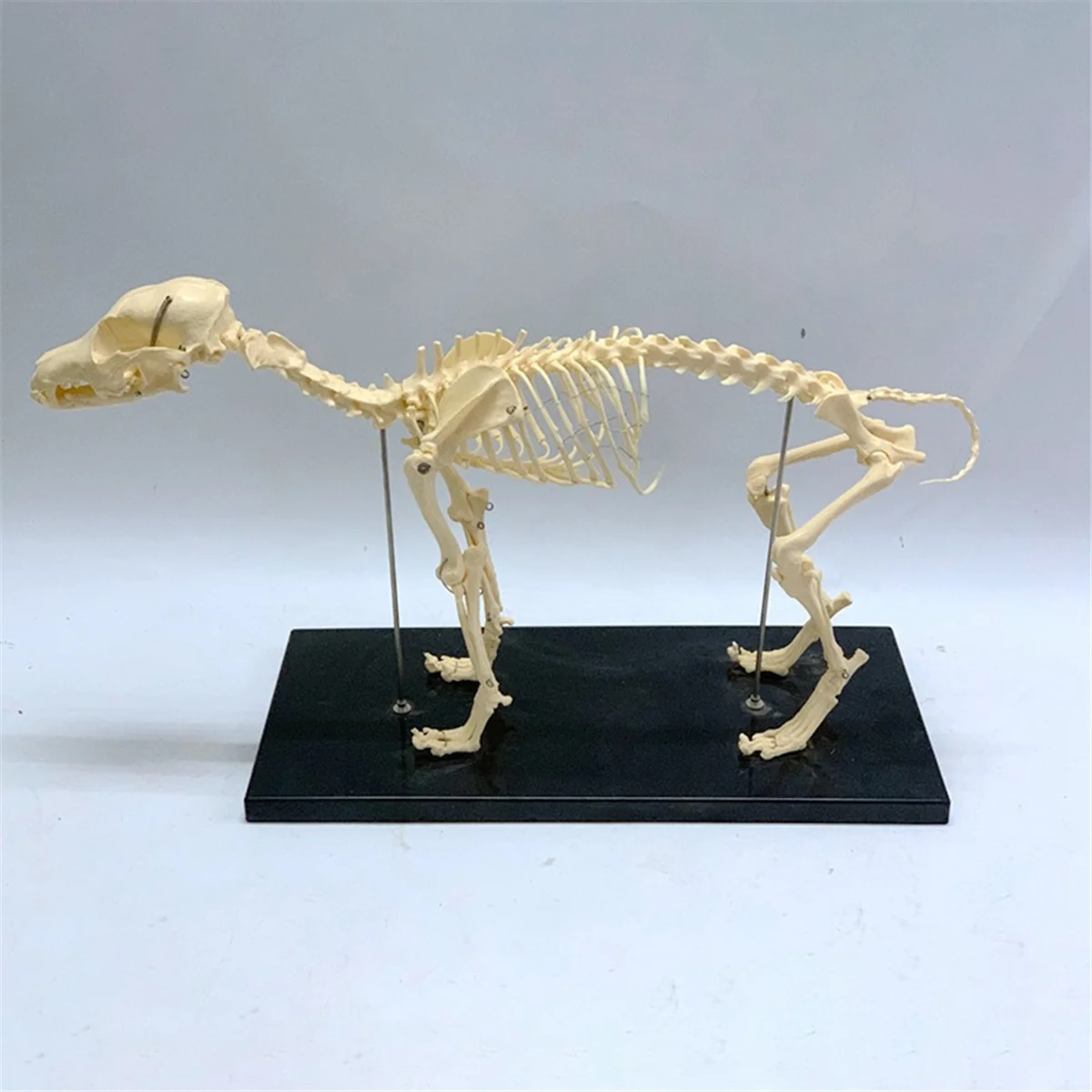 Dog Skeleton Model Dog Anatomy Animal Teaching Model Laboratory Veterinary Teaching Demonstration Tool