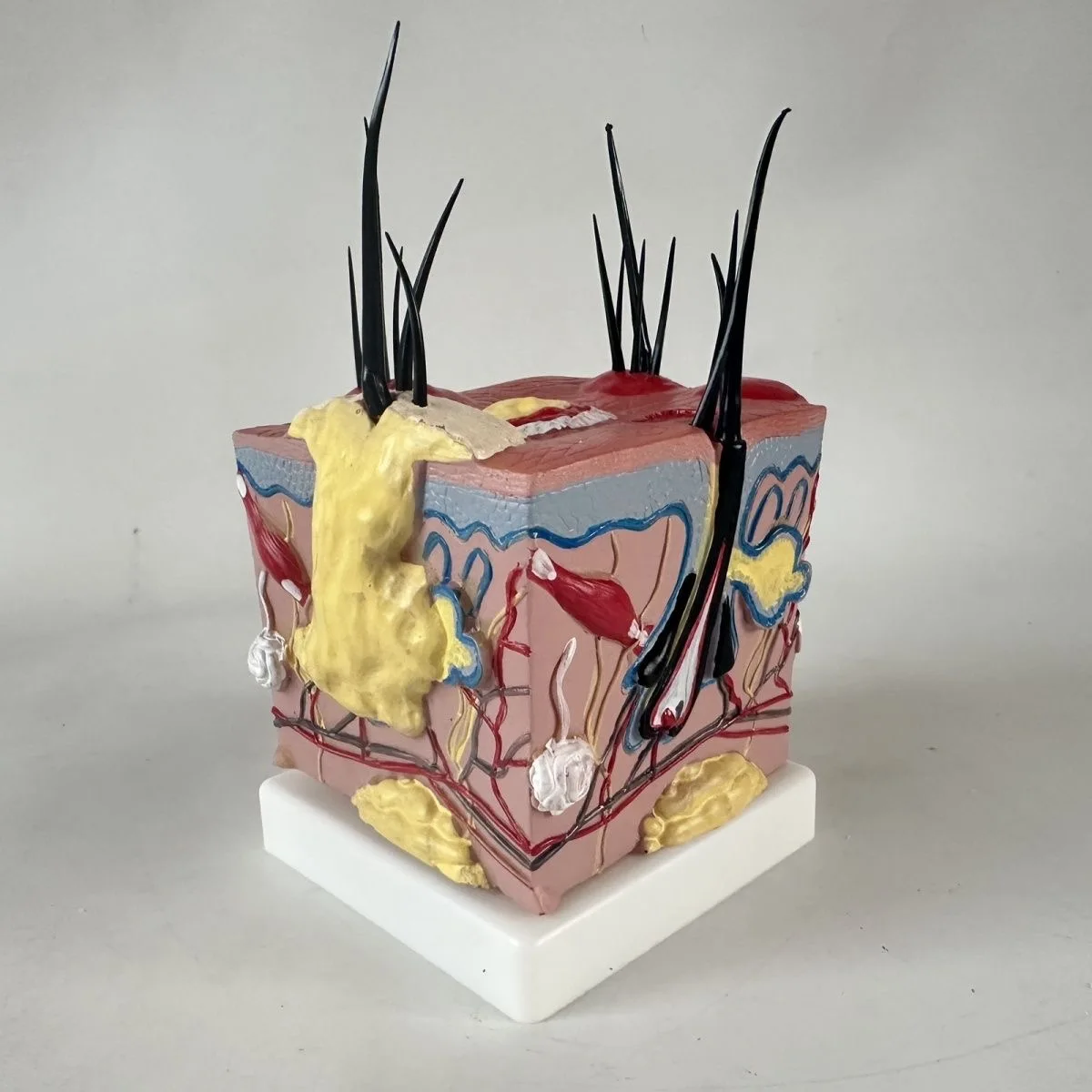 Sick Dog Skin Anatomy Model Veterinary Science Aids Teaching Canine Research