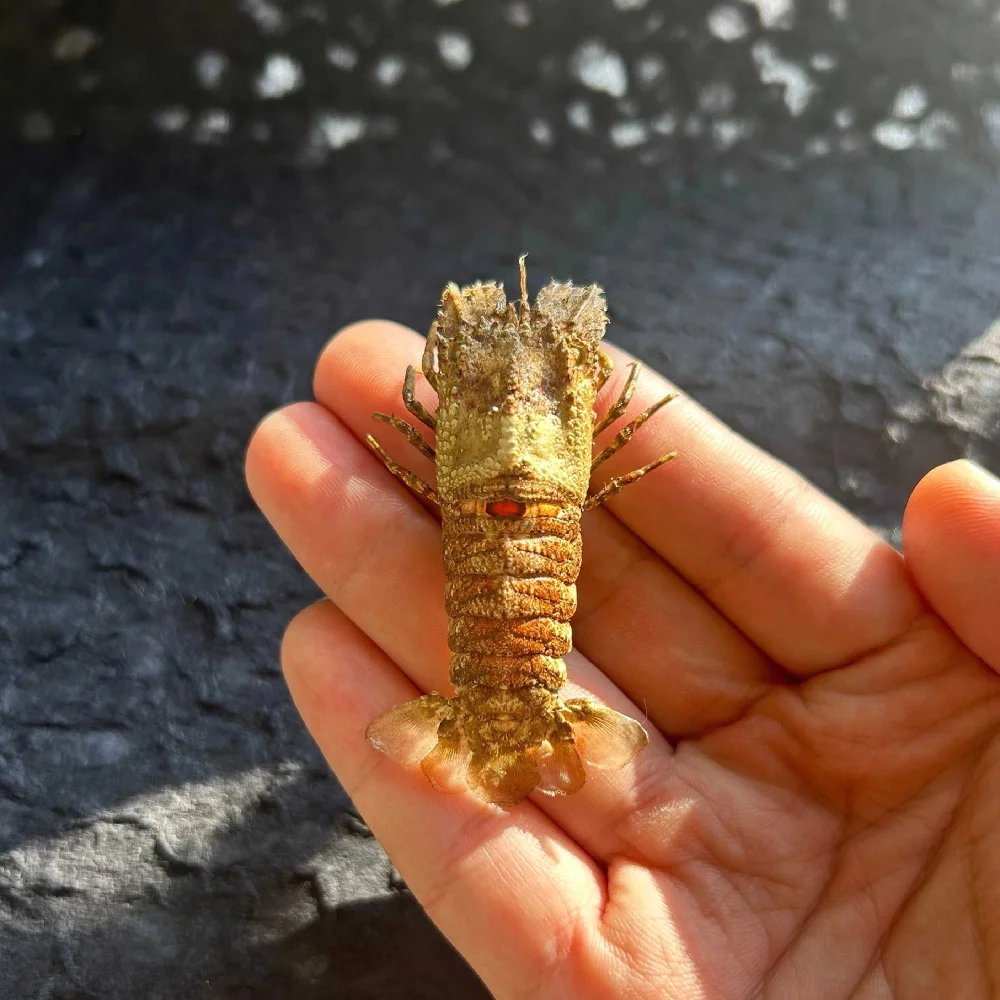 The scalyptus shrimp specimen is purely handmade with real shrimp. rare gift