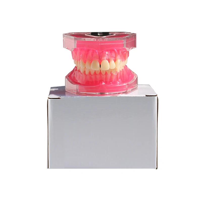 Detachable Tooth Extraction Model Dental Preparation Practice Typodont Model Medical Teaching Training Equipment for Dentistry S