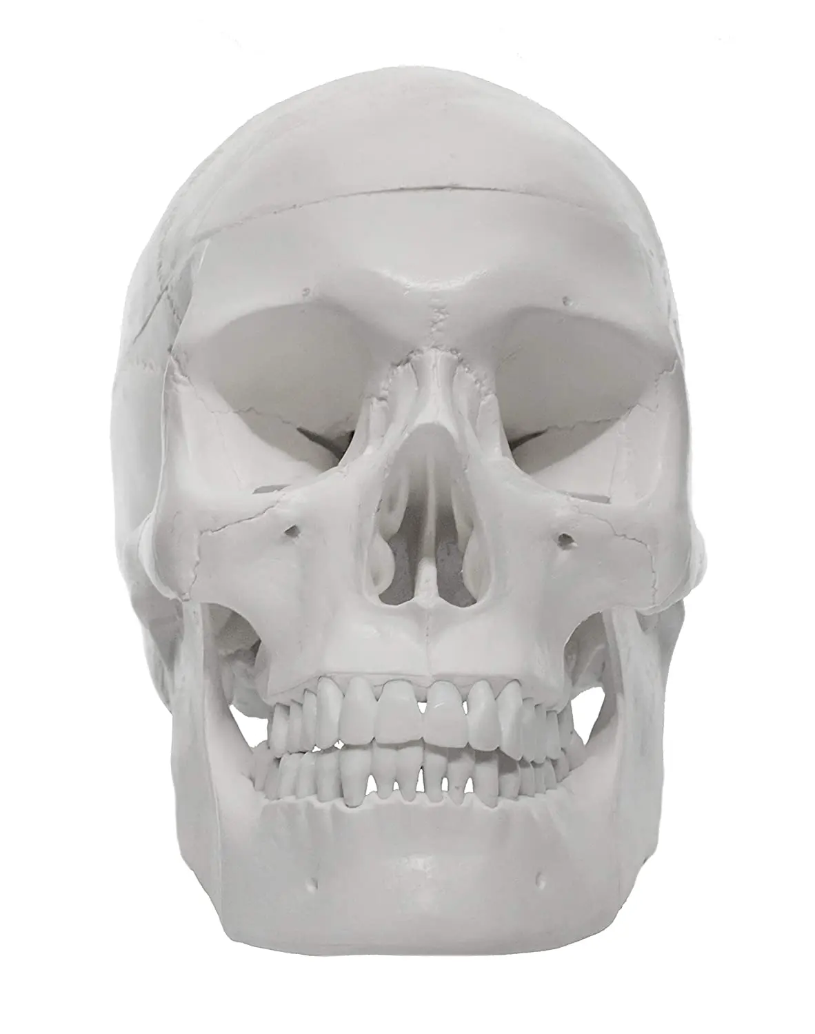 Human Adult Colorful White Skull Anatomical Model Life Sized 3 Part Removable Skull Cap Includes Full Set of Teeth 21x15x19cm