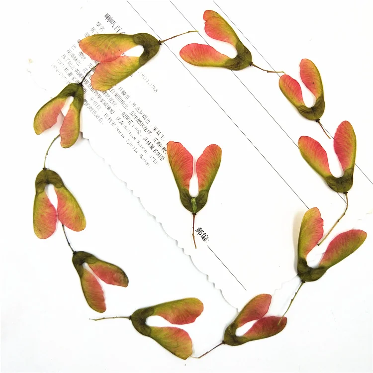 

100Pcs Maple Fruit Real Leaf Stickers Plant Specimens Real Leaf Stickers Real Flowers DIY Dried Flower Pressed Flower Phone Case