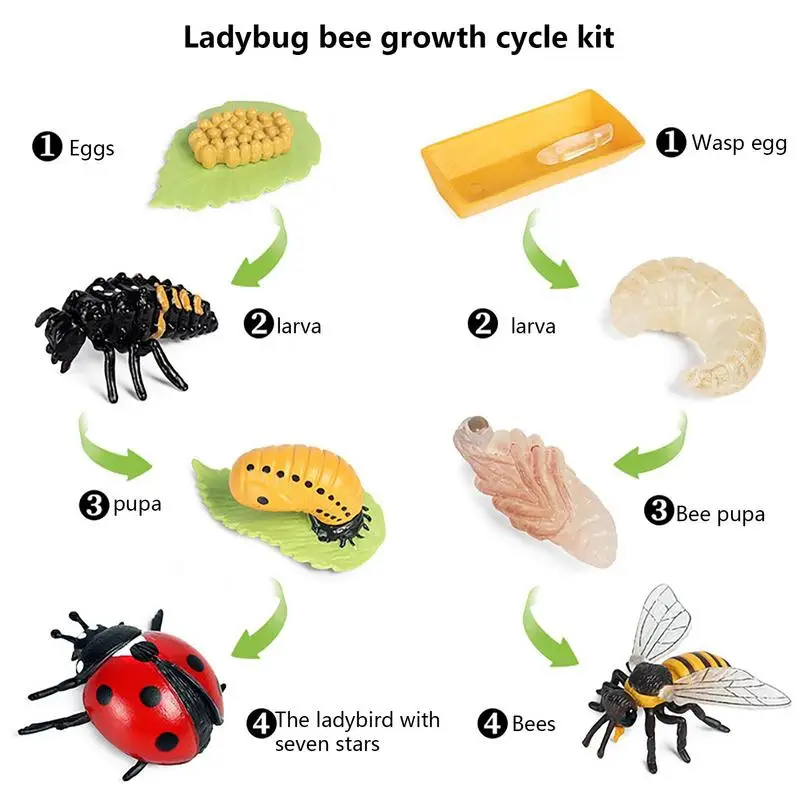 Animal Life Cycle Toys Realistic Ladybug And Bee Life Cycle Kit Biological Model Farm Animal Growth Figure Ladybug Toys Learning