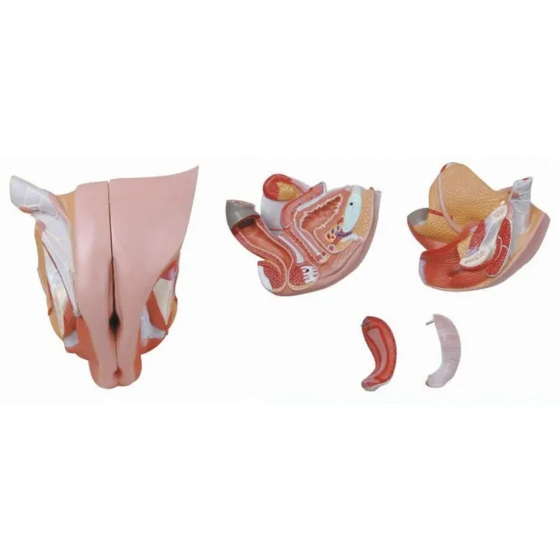 4 Parts Human Female Internal External Reproductive Pelvic Cavity Perineum Uterus Structure Anatomical Model