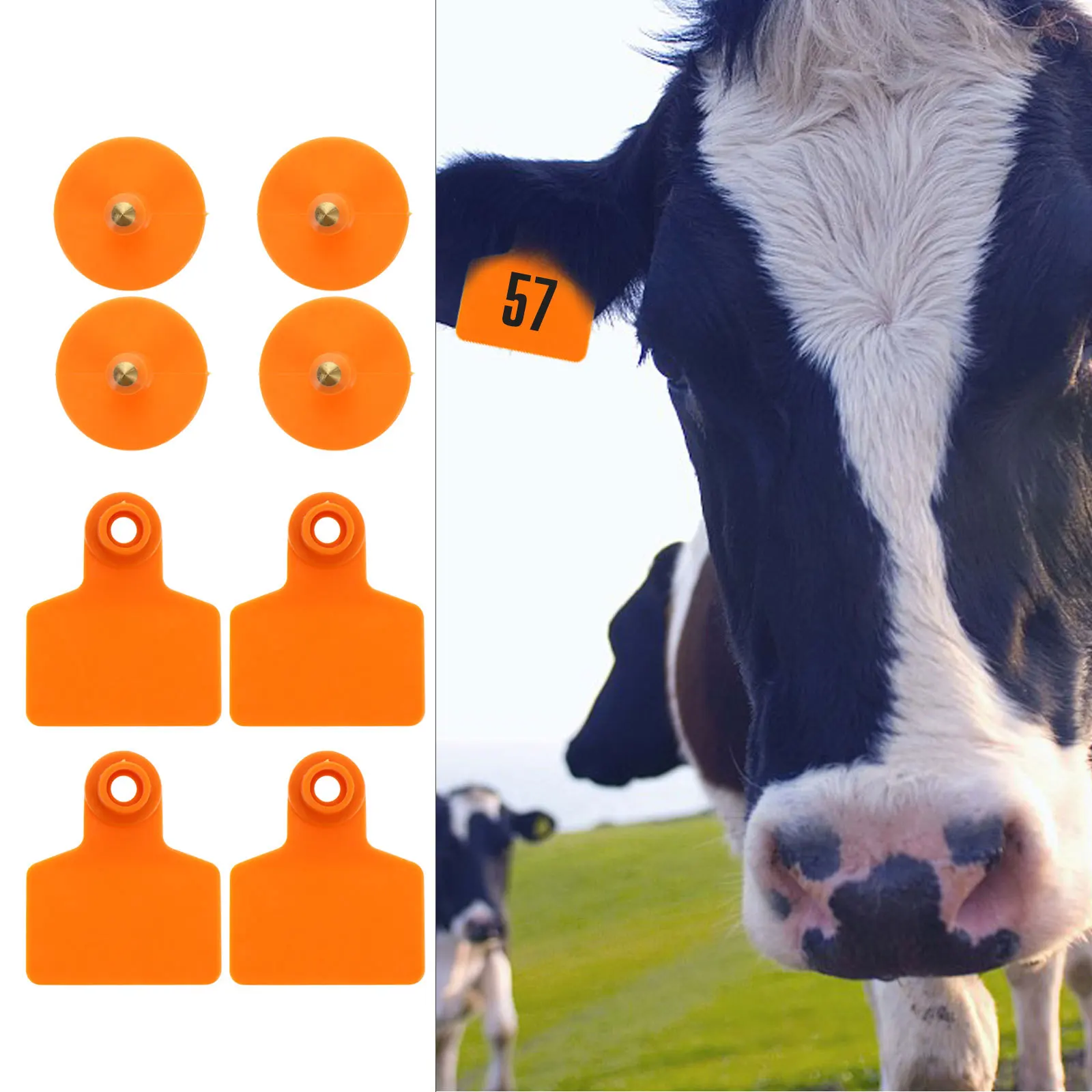 100Pcs Durable Tpu Pig Ear Tags Environmental Protection Safety Practical Easy to Use Heat Resistant Cold Resistant Not Easy to