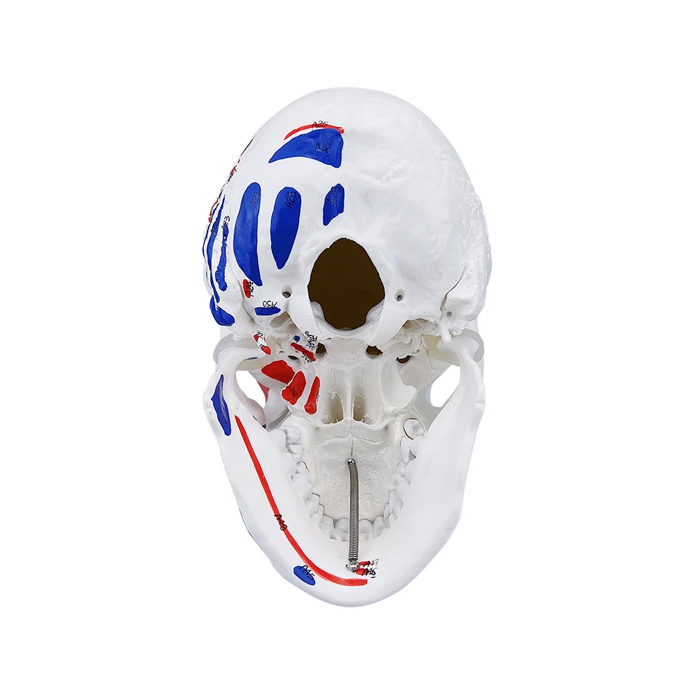 Dental Skull Model Anatomy Real Size Dentistry Medicine Detachable 3D Human Adults Anatomical Skeleton Head Model With Muscel