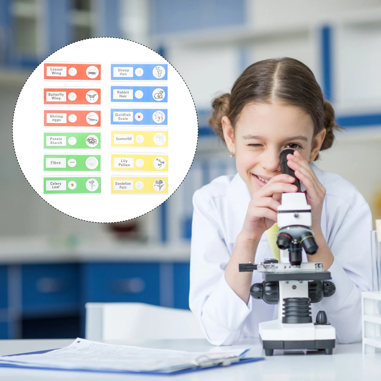 36 vetrini per microscopio preparati, raccolta di campioni biologici, insetti, piante, animali, campioni per bambini e studenti