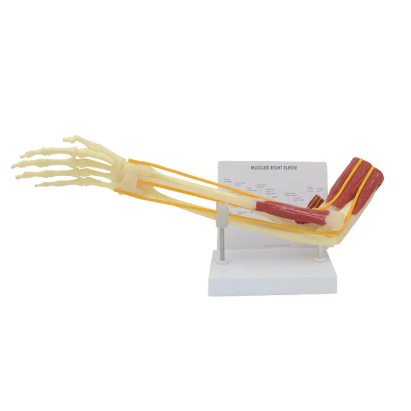 

1:1 Human Upper Limb Bone Anatomy Model with Nerves and Muscles Medical Science Teaching Resources Drop Shipping