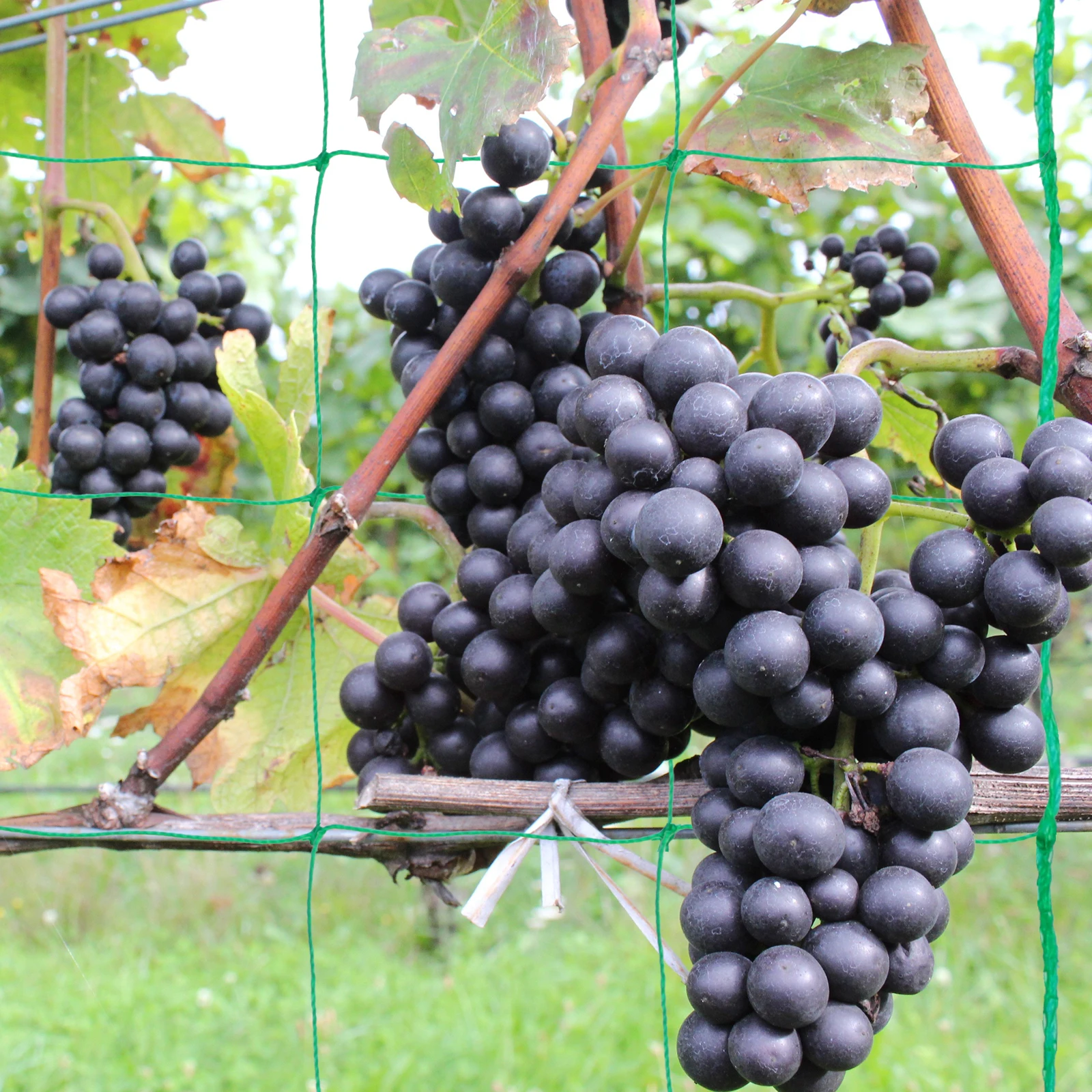 

Climbing Net Elastic Trellis Garden Netting for Plants Bean Nets Vine Square Grid