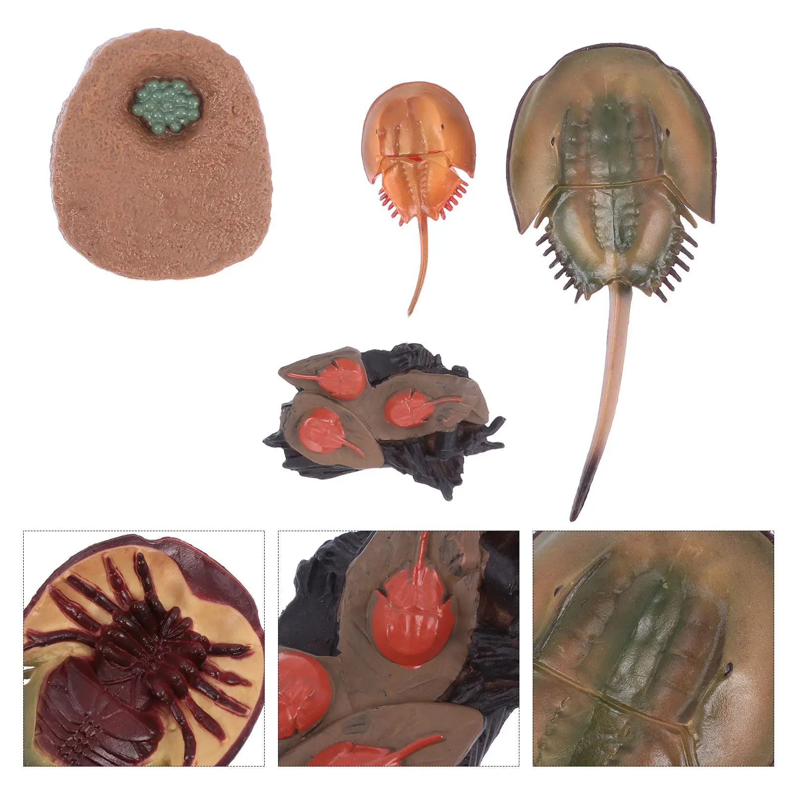 

1set 1Set Horseshoe Crab Growth Science Educational Animal Display For Early Learning Home Decor Plastic Craft