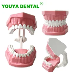 Dental Model Oral Care Teaching Demonstration Model Brushing Flossing Practice Teeth Typodonts Model for Kids Education Studying