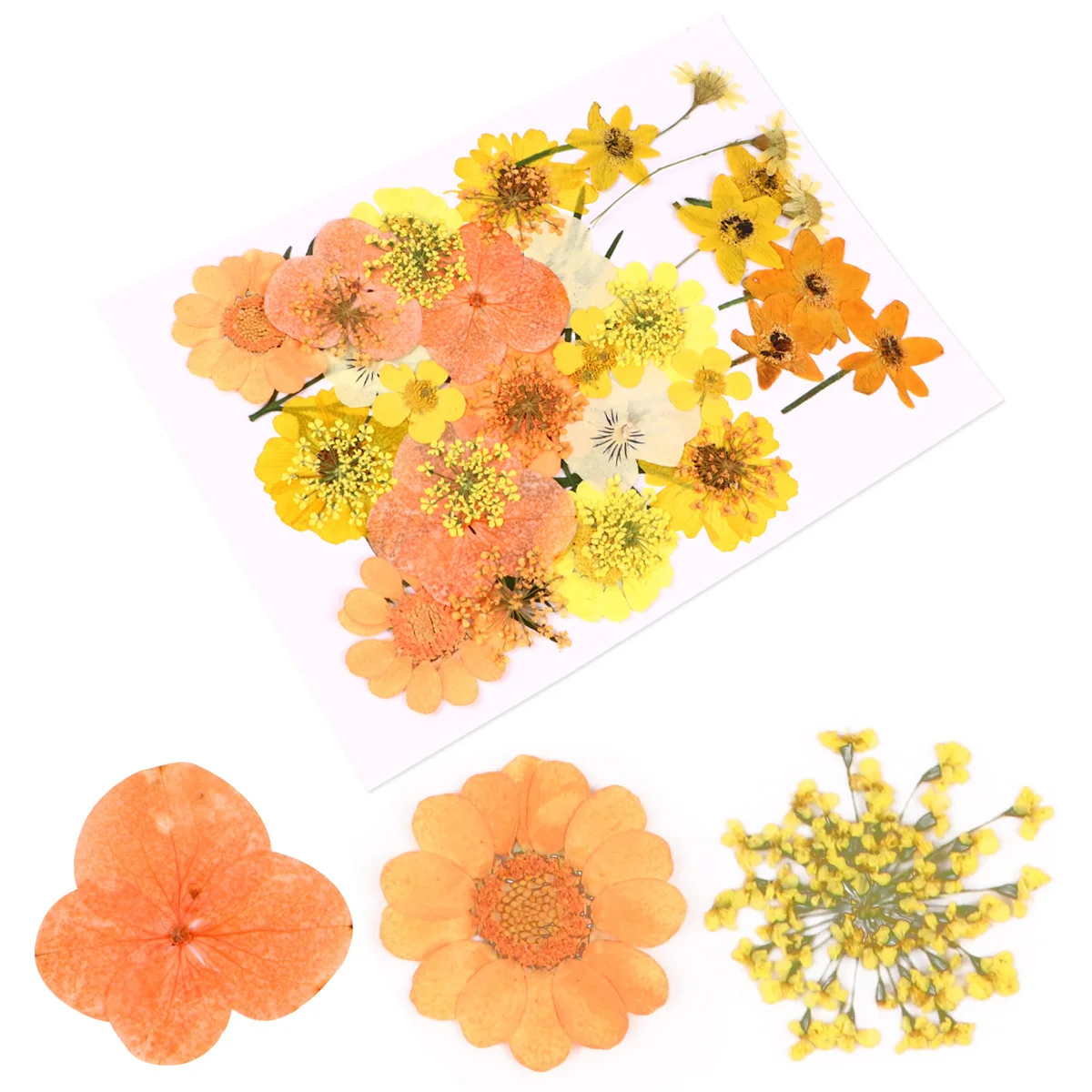 40 قطعة من الزهور المجففة الطبيعية الأنيقة والبرتقالية الجميلة والزهور المضغوطة الحقيقية الرومانسية المزهرة الديكور لعيد الميلاد