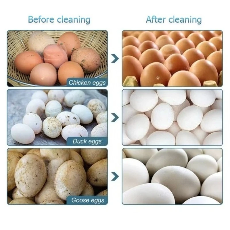 Industrial Automatic Egg Washer Machine with Brush Cleaning System, Customized Device Special for Duck Egg Washing
