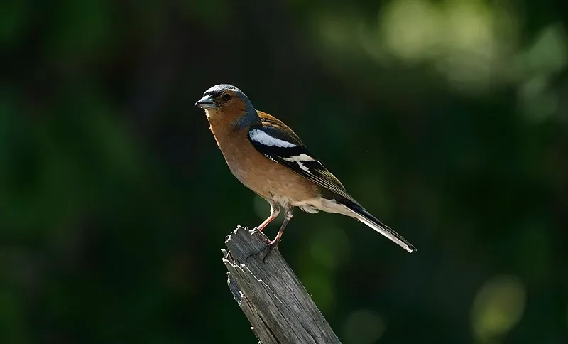 

Адаптер модуля BETAFPV Micro-Nano — вход JR/нановыход, поддержка Frsky, Futaba, перемычка, Radiomaster, TBS RC