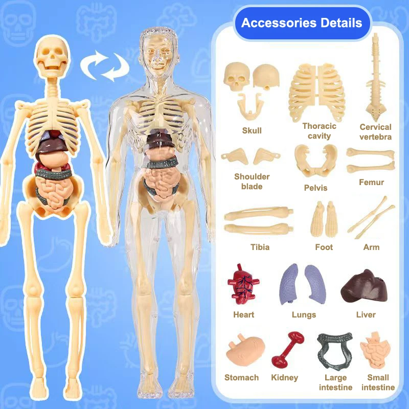 3D Menschliches Skelett Orgel Anatomie Wissenschaftliches Modell Kit Kinder Körper Bildung Modelle Abnehmbare Simulation DIY Orgel Montage Modell