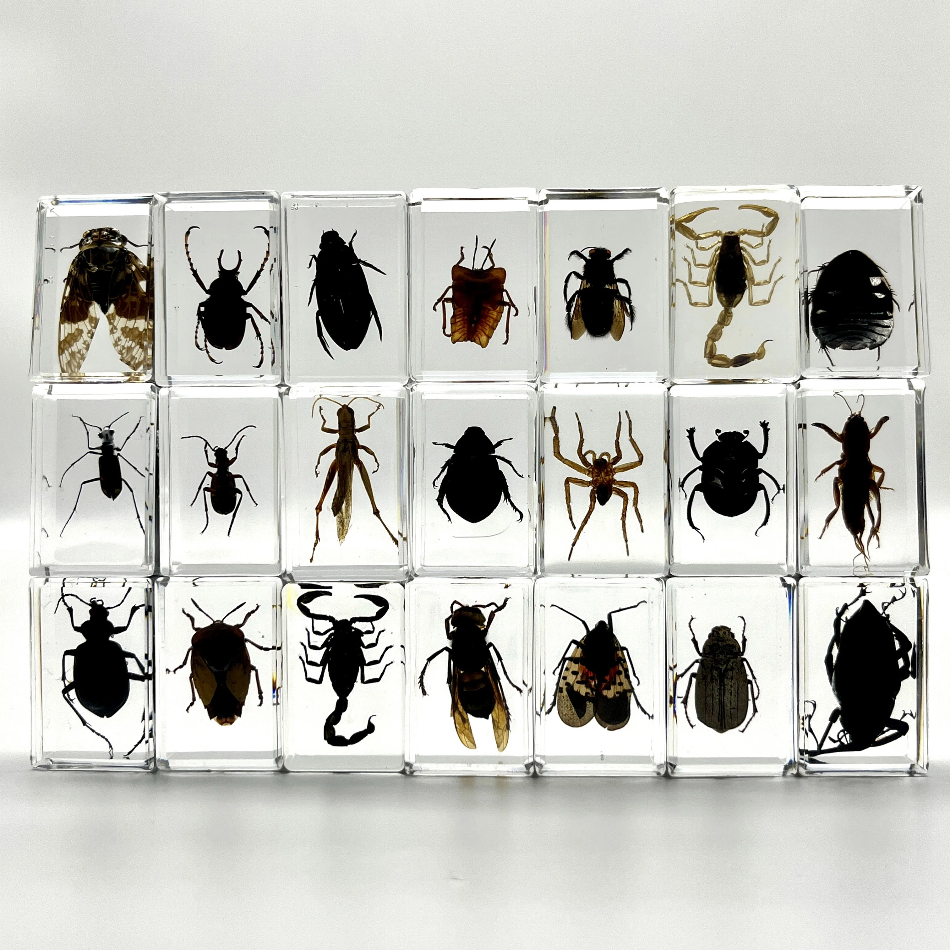 34 Style Real Insect Specimens Resin Desk Decoration Appreciation Teaching Home Decoration Children\'s Gifts Choose