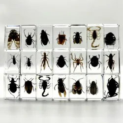 34 Style Real Insect Specimens Resin Desk Decoration Appreciation Teaching Home Decoration Children's Gifts Choose