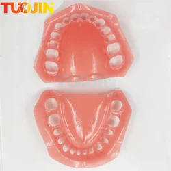 Dental 28pcs Soft Gum And Face cheek Teeth Model Dental Standard Model Practice Tooth Simulation Dental Typodont Refills Models