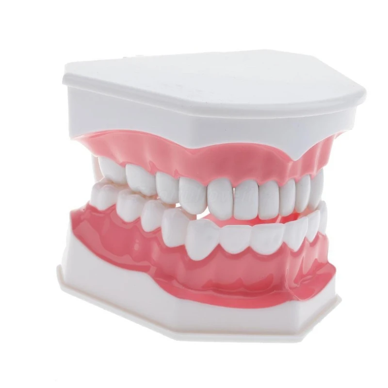 E-commerce hot selling tooth extraction teaching model early education brushing model oral model dental model