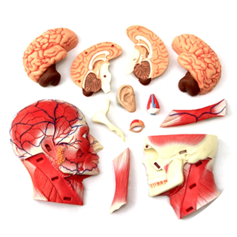 Medical-Torso Human Body Model Education Head Muscles Nerve Organs Model for Student Teaching Study Assembling Model