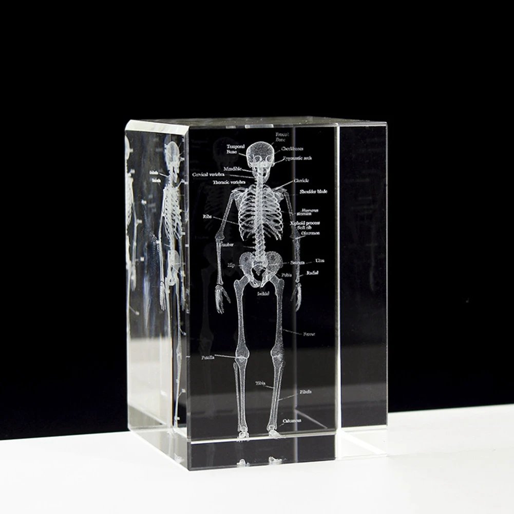 Stylish-3D Laser Engraved Human Skeletal Crystal Cube Figurines, Science Gifts, Organ Anatomical Model Paperweight