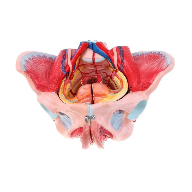 

Anatomy 1: 1 Human Female Pelvis Anatomical Model with Vessels Pelvic Muscles Nerves Organ
