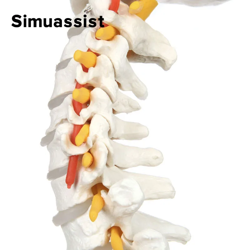 Modelo de columna vertebral de tamaño real con nervios, vértebras, venas, columna Lumbar, Pelvis masculina, incluye soporte duradero, 85cm