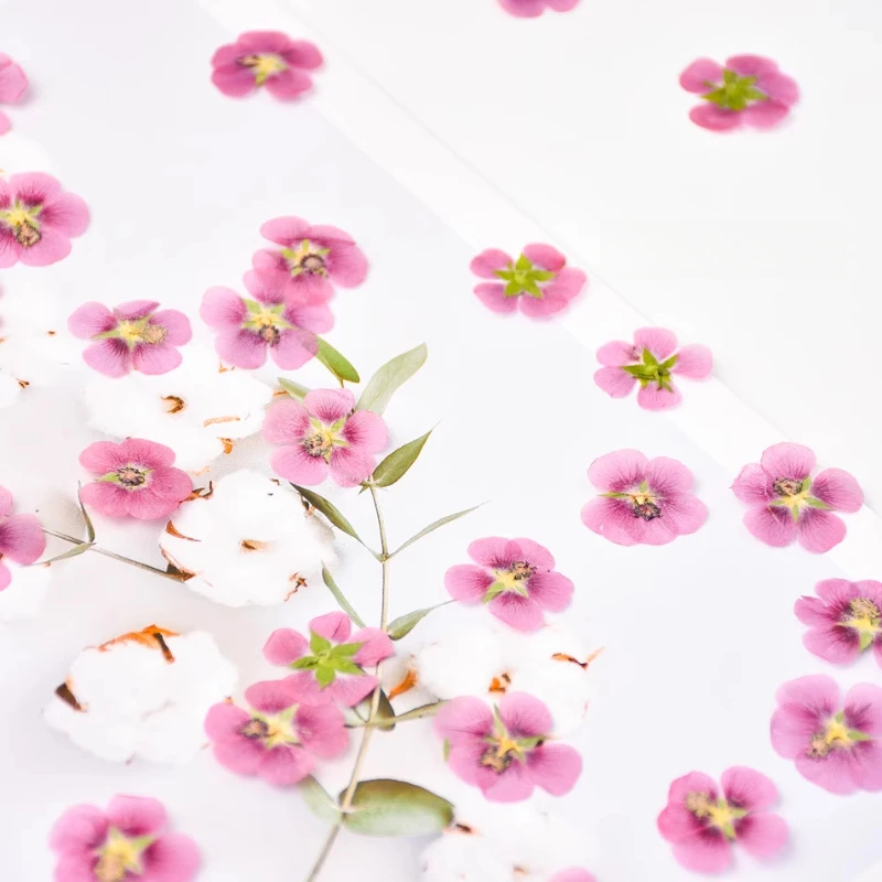 24 قطعة ، زهرة الكركديه الطبيعية زهرة جافة حقيقية تنقش DIY بها بنفسك الغراء الحرف اليدوية قضية المحمول ختم النبات زهرة إطار صور البتلة ماكياج