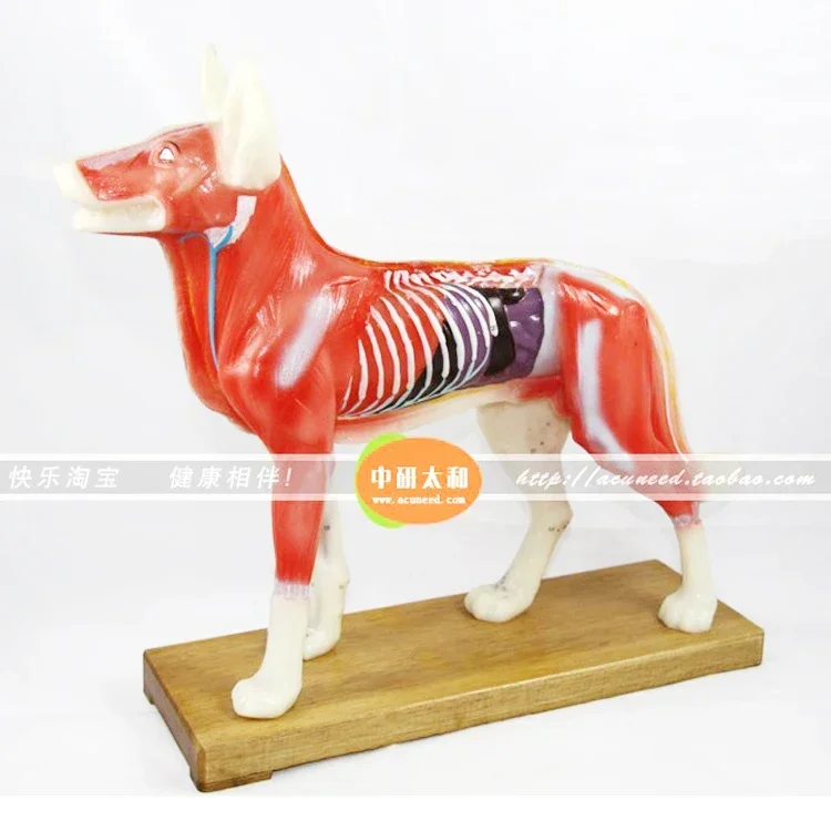 Dog Anatomy Models Dog Anatomy Model Teaching Practice Training