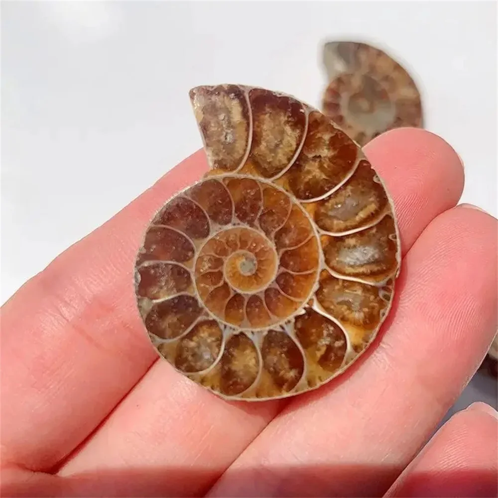 Natural Crystal Slice Mineral Specimen Gemstone Healing Quartz Rare Home Decoration Gifts Fengshui Ammonite Slice Collection