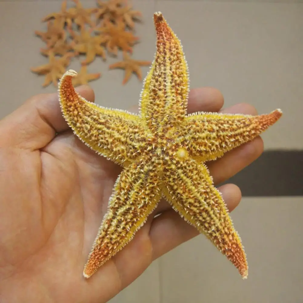 2Pcs 10-16cm Natural Dried Starfish Ornaments Sea Star Beach Craft For DIY Decor Wedding Party Home Photo Props Decoration