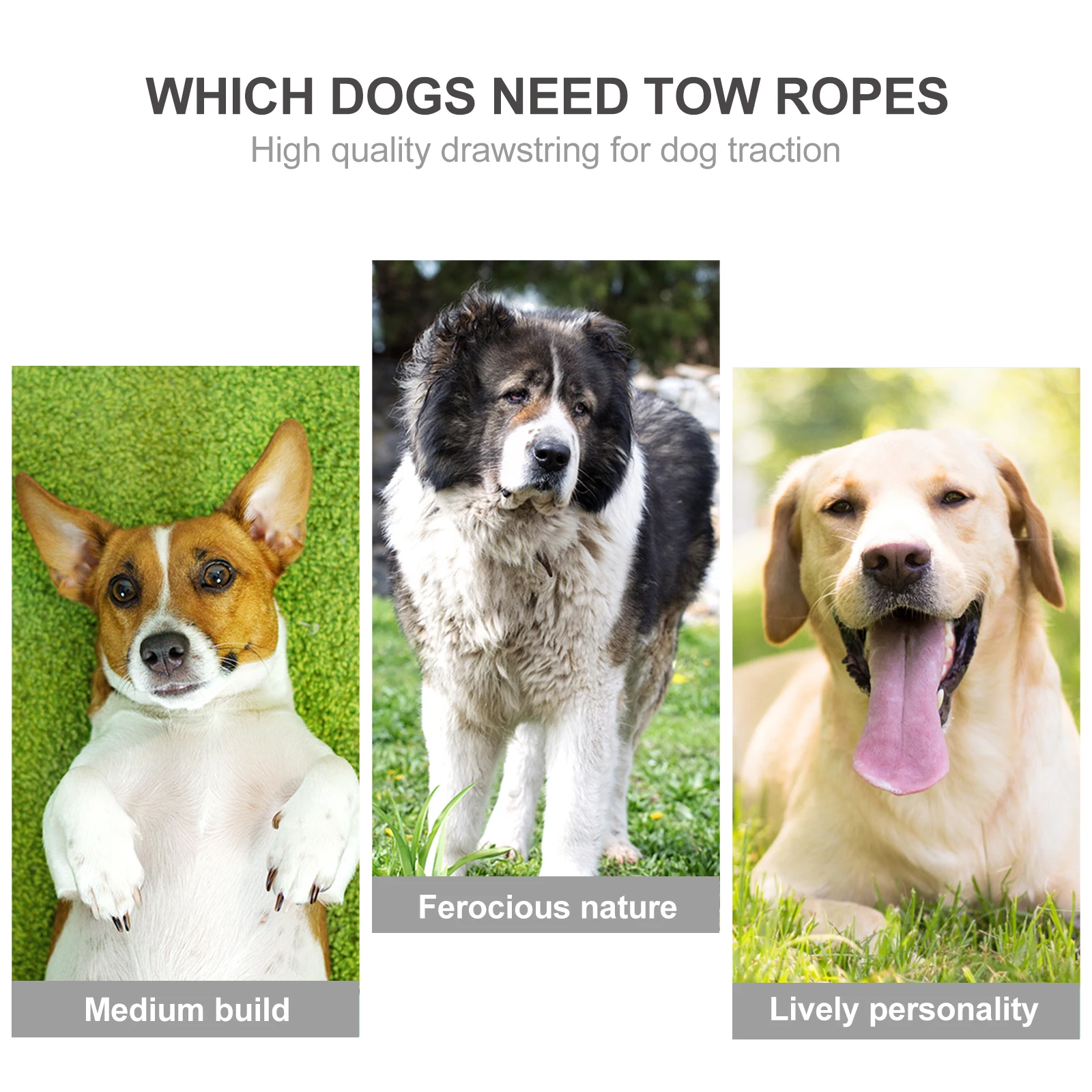 

Pet Training Leash 15M x 25cm Durable PP Material Heavy Duty Dog Lead for Puppy Walking Extended Rope Outdoor Supplies