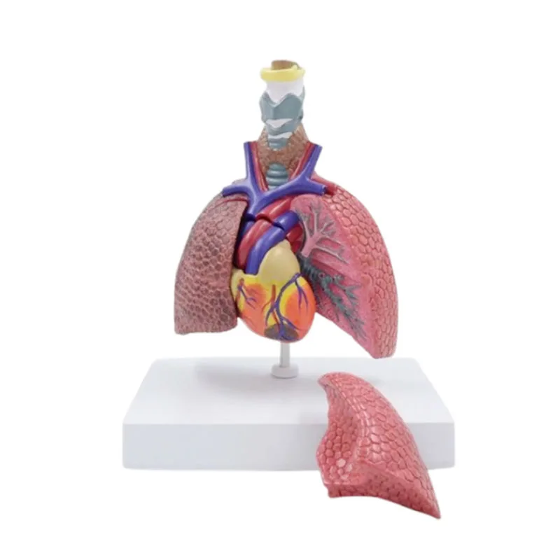 

Life Size Human Lung Anatomical Model Respiratory System Anatomy Model Medical Teaching Tool