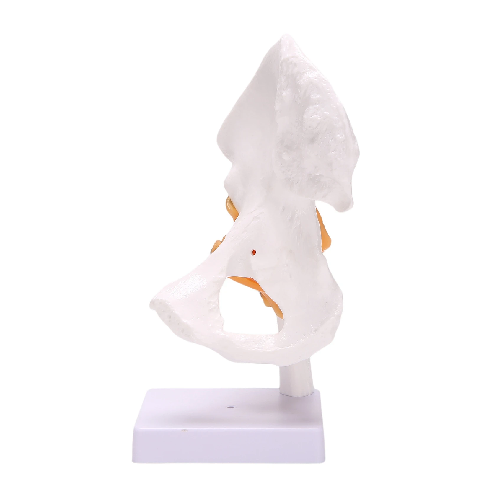 Life Size Hip Bone Model - Hip Joint Model with Flexible Ligaments and Bony Landmarks Human Hip Joint Hip Joint Model