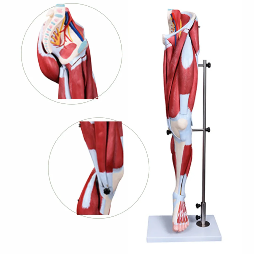 ملحق عضلات الأطراف السفلية، نموذج أعصاب الأوعية الدموية الرئيسية، محاكاة تشريح العلوم الطبية، مسمار التوجيه التعليمي