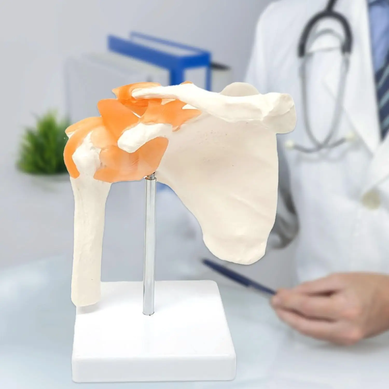 Anatomical Human Skeleton Shoulder Joint Model with Ligament Medical School Teaching Aid Nurse Training Clinical Simulation Tool