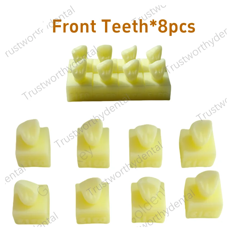 

Dental Anterior Restoration Practice Model Front Teeth Composite Resin Practise Student Dentist Light Cure