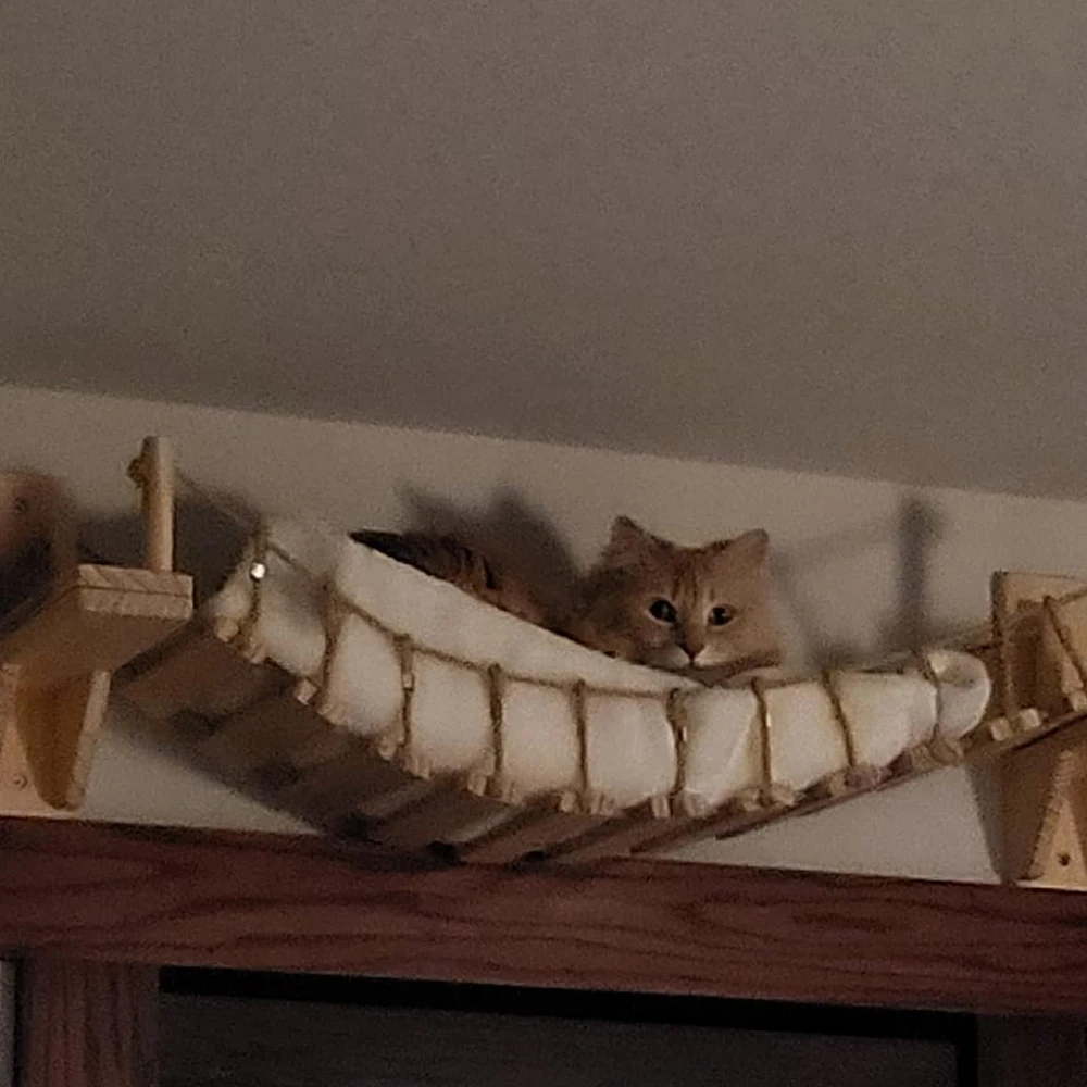 Puente de suspensión para gatos de 100CM, escalera de Sisal para jugar y dormir, puede escalar libremente, muebles para gatos de interior