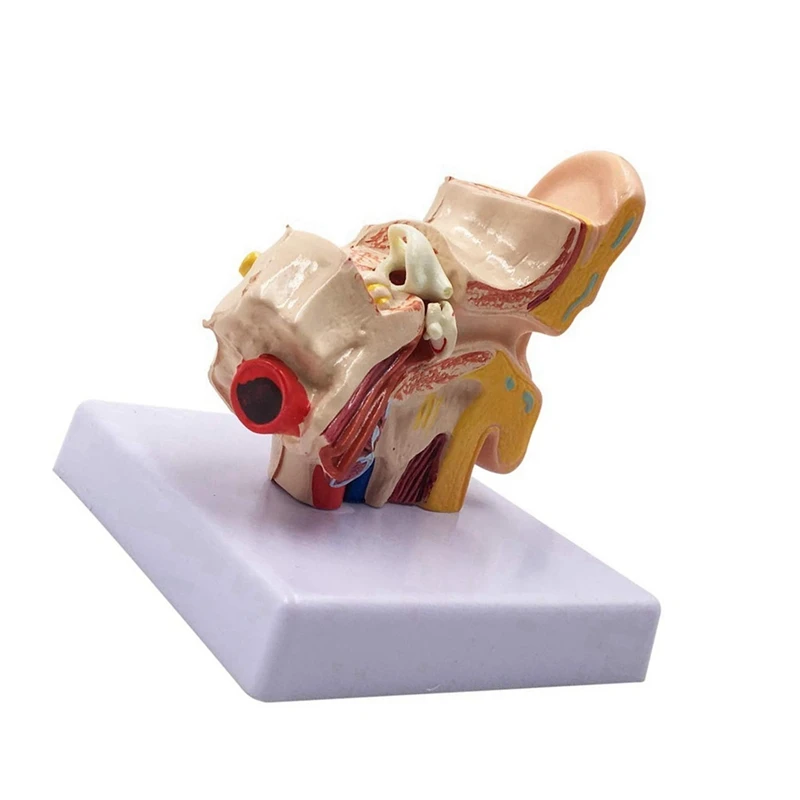 2 Pcs 1.5X Human Ear Anatomy Model - Professional Desktop Inner Ear Structure Simulation Model For Education
