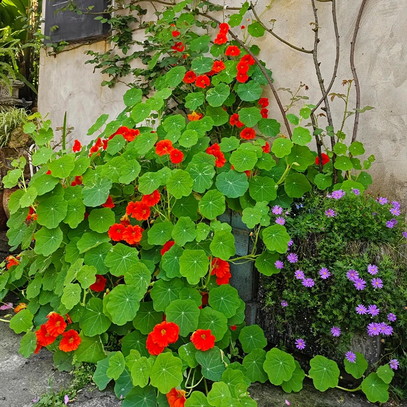 

Simple to Plant Beautiful Blooming Drought Resistant Lotus Flowers for Small Courards And Balconies Home Garden Decor