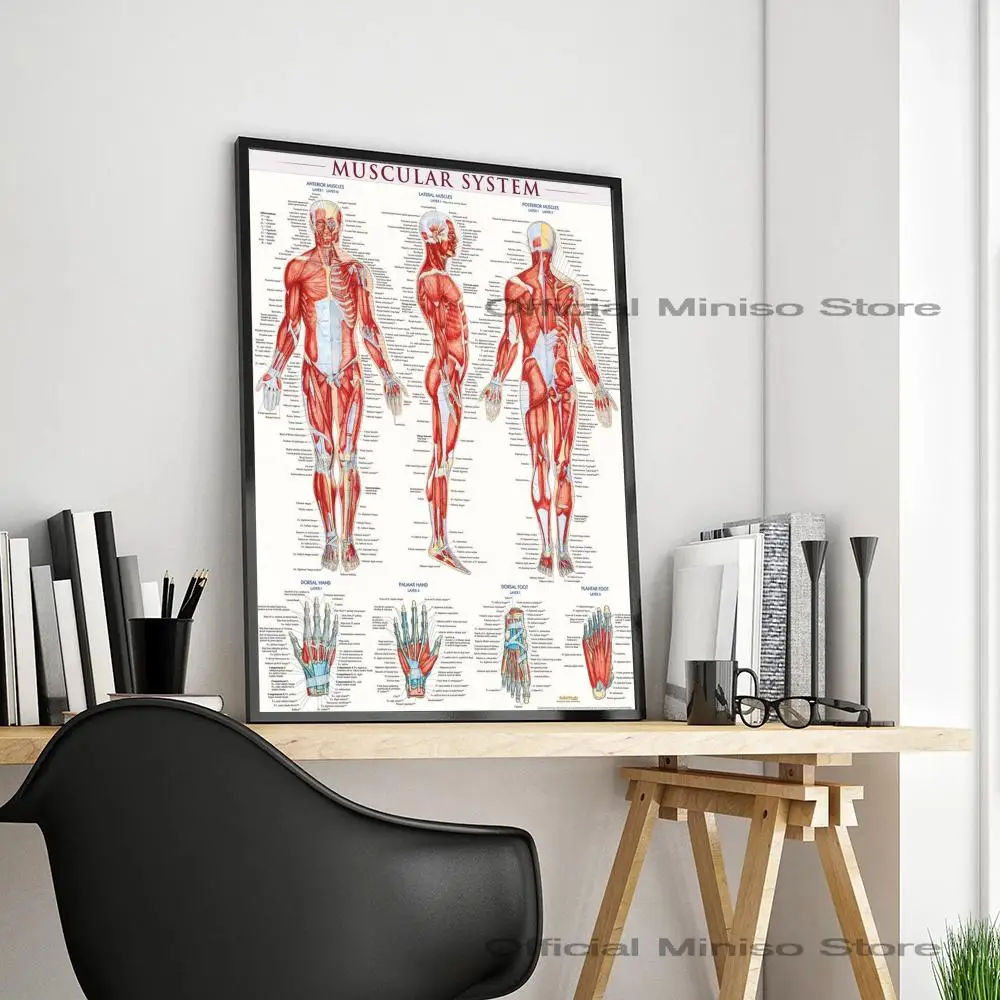 1pc Human Anatomy Muscle System Poster Self-adhesive Art Waterproof Paper Sticker Coffee House Bar Room Wall Decor