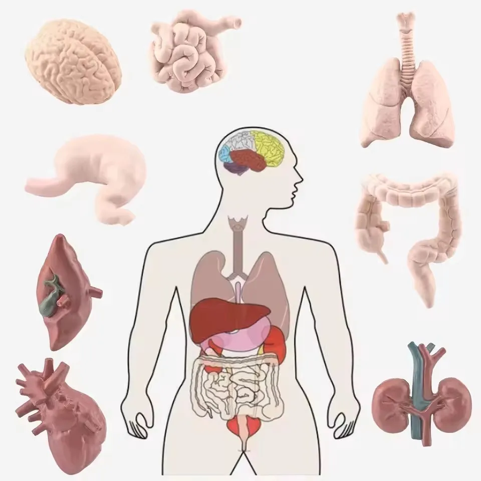 Simulated Human Organ Model Brain Heart Lung Liver Stomach Intestine Kidney Muscle Science Educational Toy for Kids Gifts