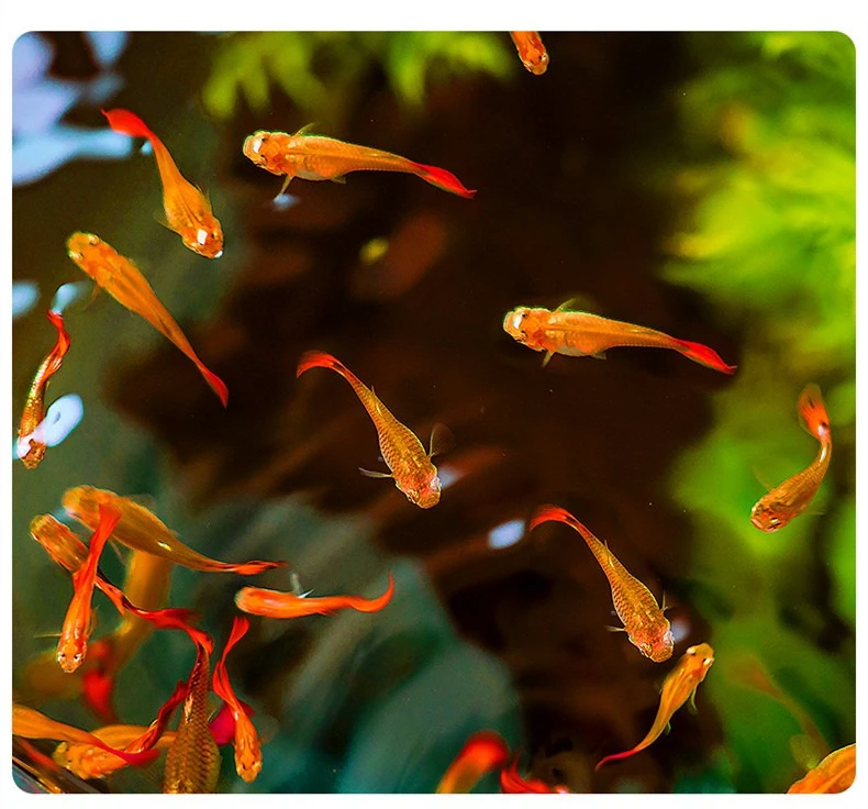 XUEQILIN Guppy & Livebearer Food - Sinking Micro Pellets for Fancy Tails & Tropical Fish | High Protein Community Formula view 6
