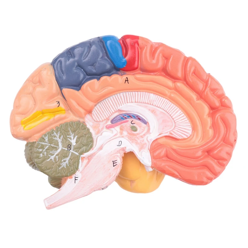 Human Brain Model Anatomy With Colored And Labeled Regions, 2-Part Human Brain Model Disassembled - Includes Base