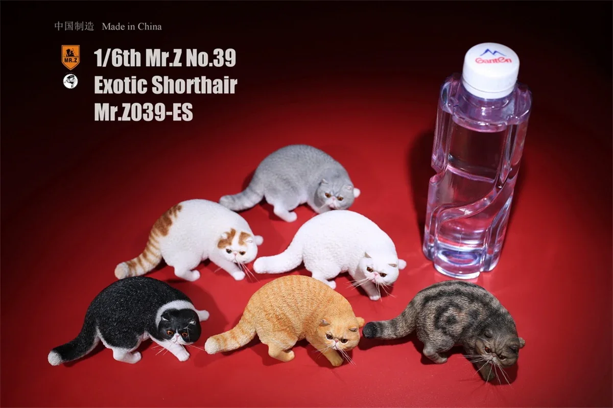 

Mr.Z Studio 1:6 Exotic Shorthair Cute Cat Pet Animal Model Collector Toys Gift Kitten Small Accessories Decoration simulation