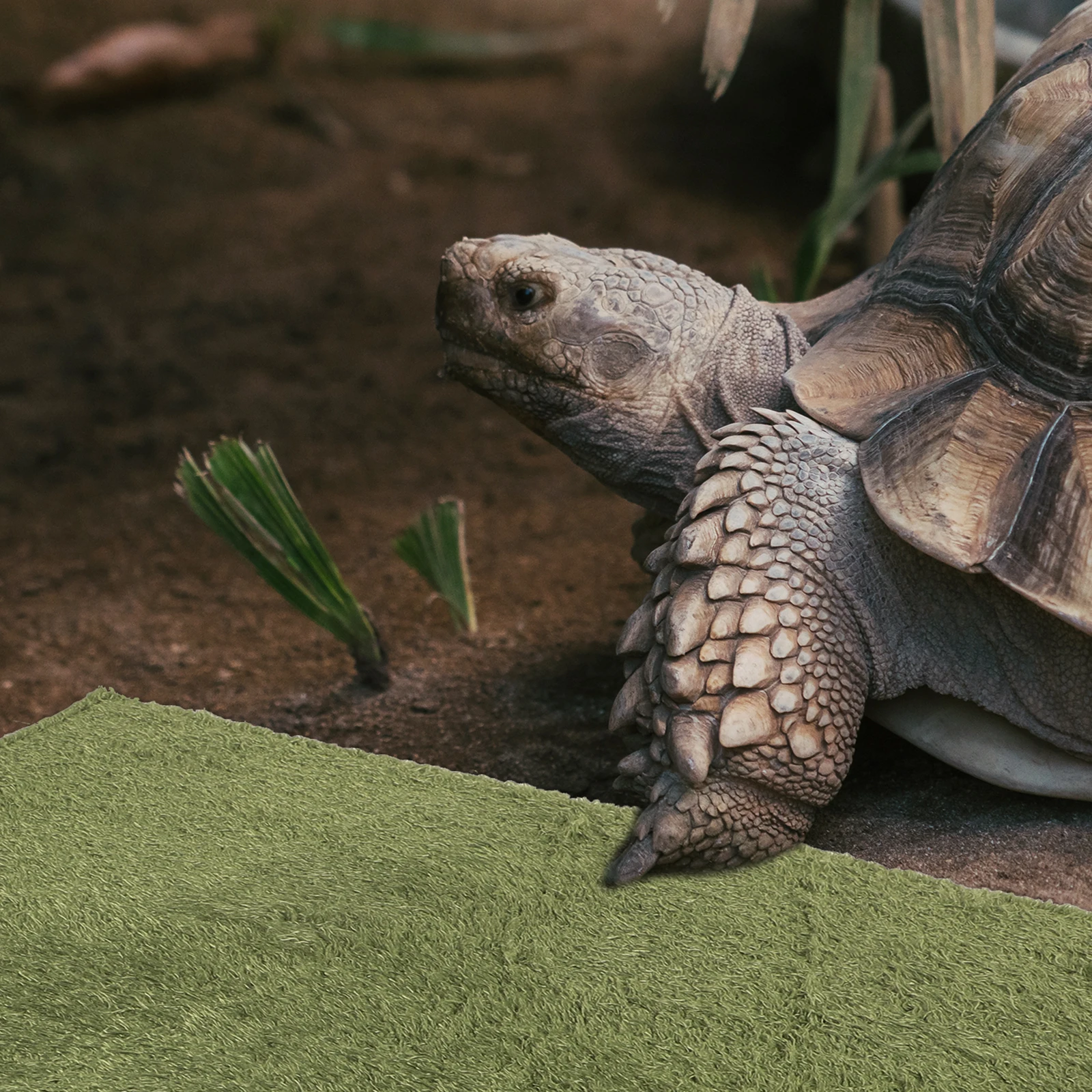 

Easy To Maintain Reptile Carpet Imitation Grass Mat Reusable Reptile Bedding Reduces Odors Reptile Accessories Terrarium Liners