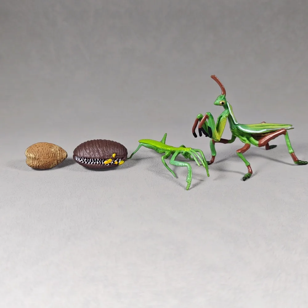 Creative Mantodea Life Cycle Model, Children's Teaching Aid, Home Decor Ornament, Biology Learning Tool, Education Toy