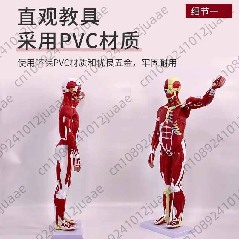 80CM Human Whole-body Muscle Model Visceral Organ Anatomy Tissue Disassembly Movement Muscle and Visceral Anatomy