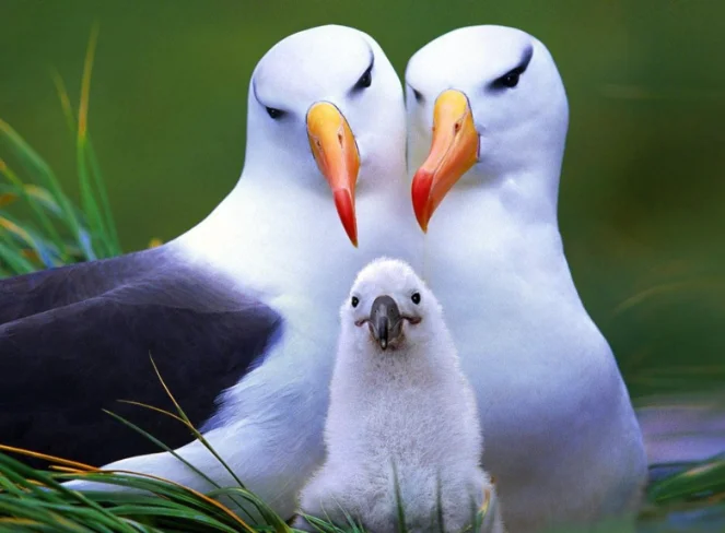 

BETAFPV LAVA 1104 7200KV 24/80mm FPV Brushless Motor for Pavo20 Pro