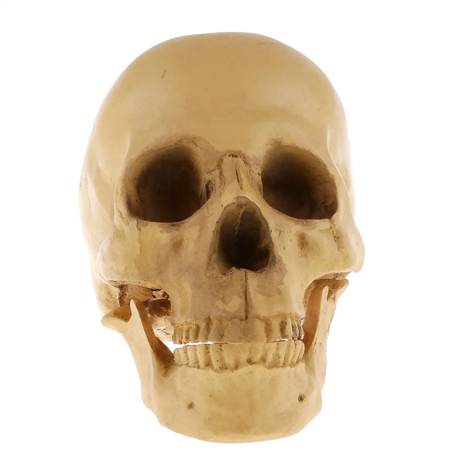 

Resin Skeleton Model Realistic Human Skull 1 to 1 Replica Doll Head Component for Educational Decor and Anatomy Study